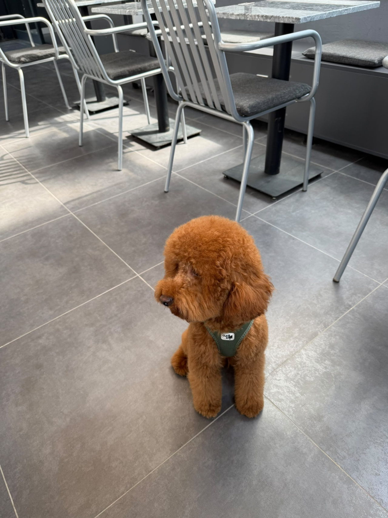 Miniature Poodle Oğlumuz Buddye eş arıyoruz. 3